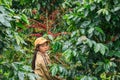 Laos Girl is harvesting coffee berries on Bolaven Plateau. Royalty Free Stock Photo